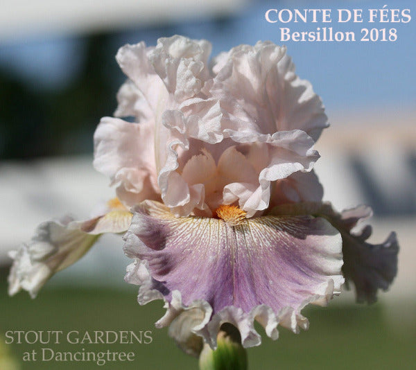 Iris Conte De Fees