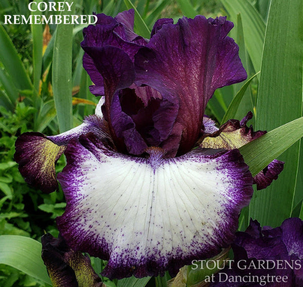 Iris Corey Remembered