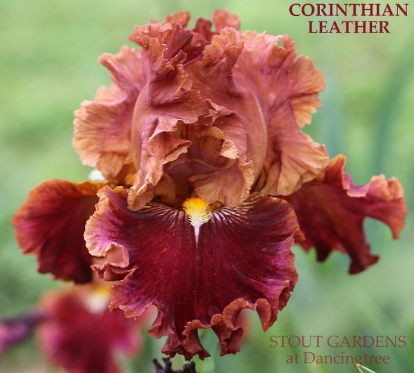 Iris Corinthian Leather