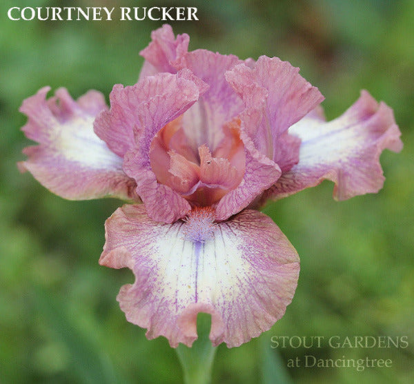 Iris Courtney Rucker
