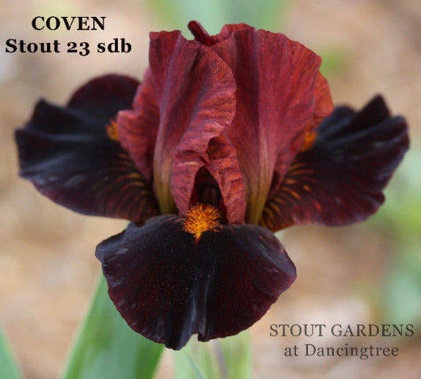 A SDB Sale, 7 for $38, Free Shipping!