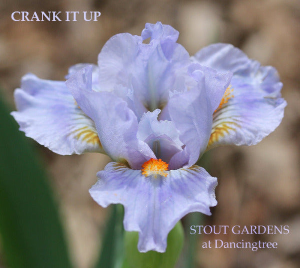 Iris Crank It Up
