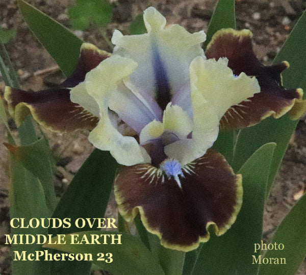 Iris Clouds Over Middle Earth