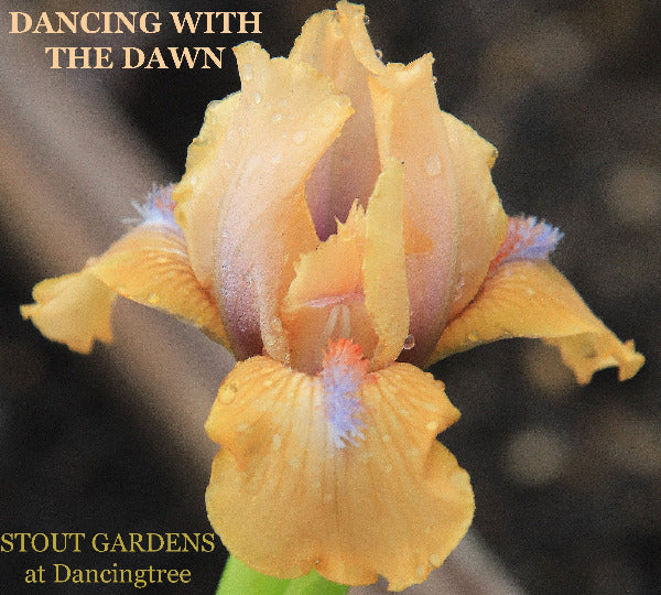 Iris Dancing With The Dawn