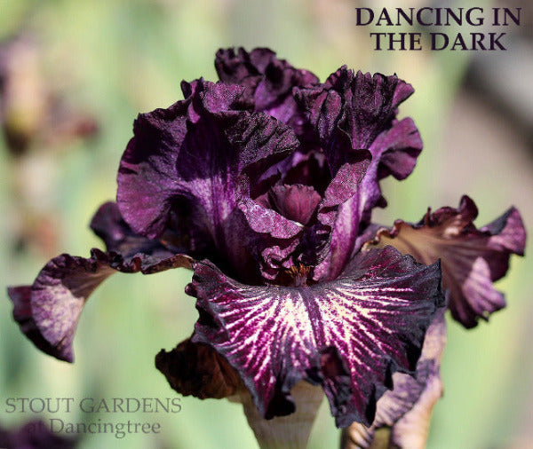 A dark purple and cream tall bearded iris flower with a distinctive plicata pattern, named 'Dancing In The Dark', from 'Stout Gardens at Dancingtree'.