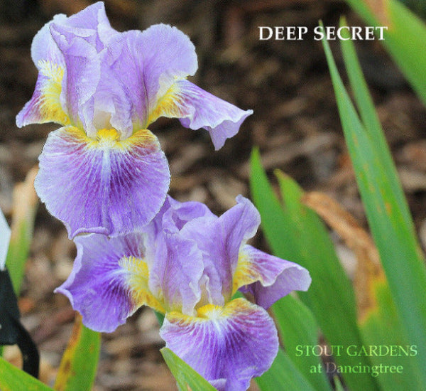 Iris Deep Secret