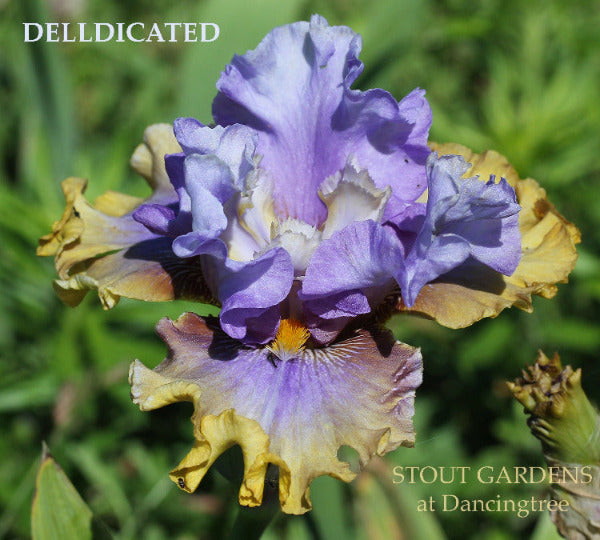 Iris Delldicated