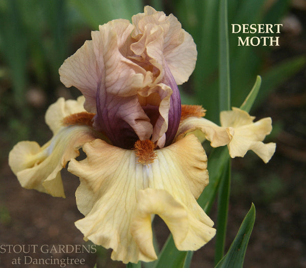 Iris Desert Moth