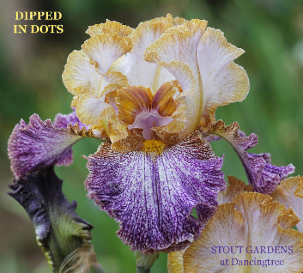 Iris Dipped In Dots