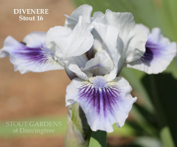 Iris Divenere