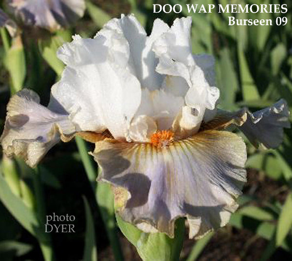 Iris Doo Wop Memories