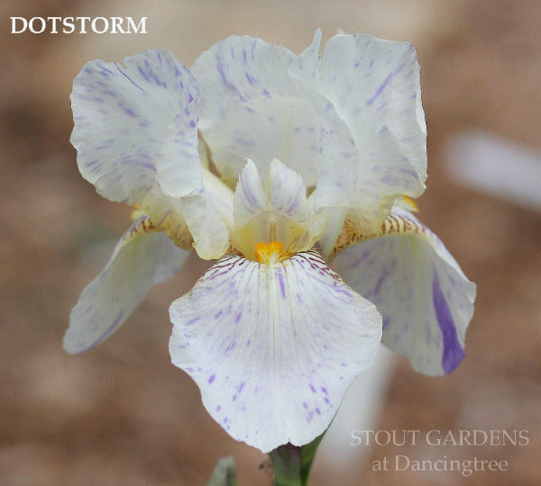Iris Dotstorm