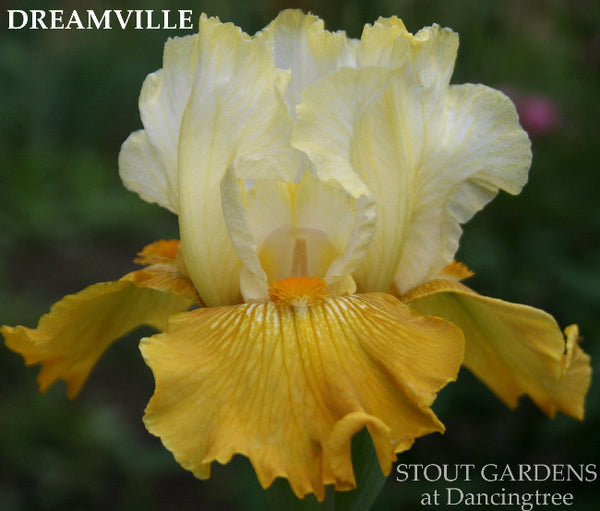 Iris Dreamville
