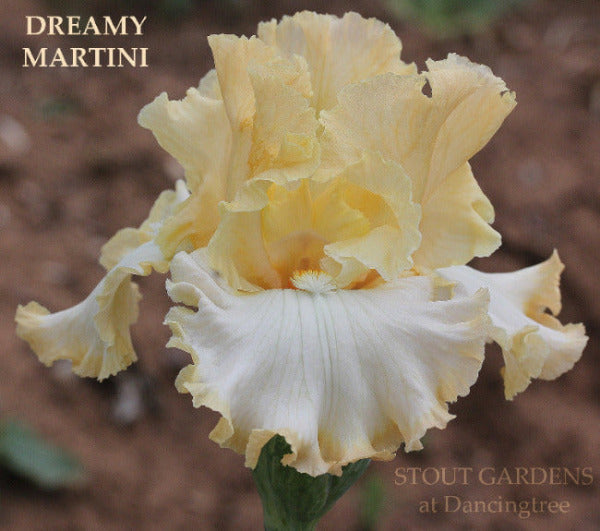 Iris Dreamy Martini