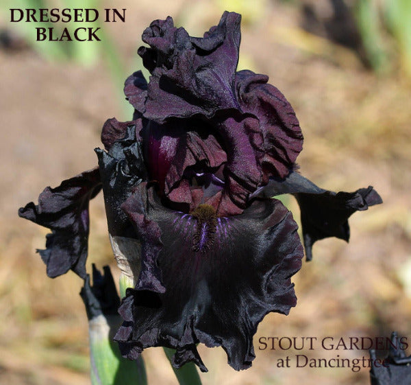 Iris Dressed In Black