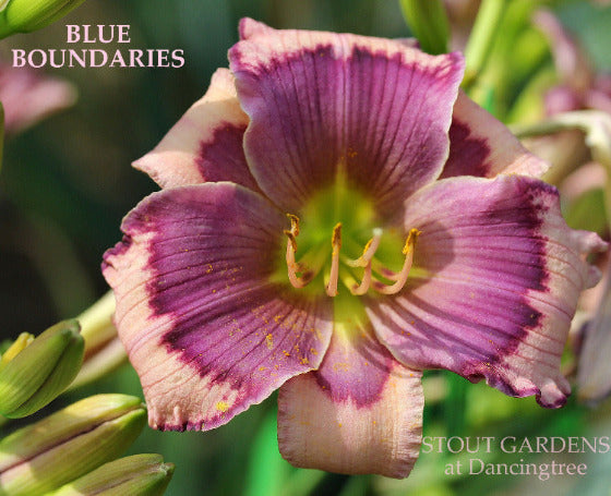 A close-up image of a smoky blue purple daylily flower with a rich dark band above a fluorescent green throat, labeled 'Blue Boundaries' and 'Stout Gardens at Dancingtree' at the bottom.
