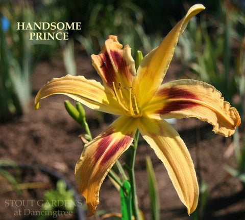 Daylily Handsome Prince
