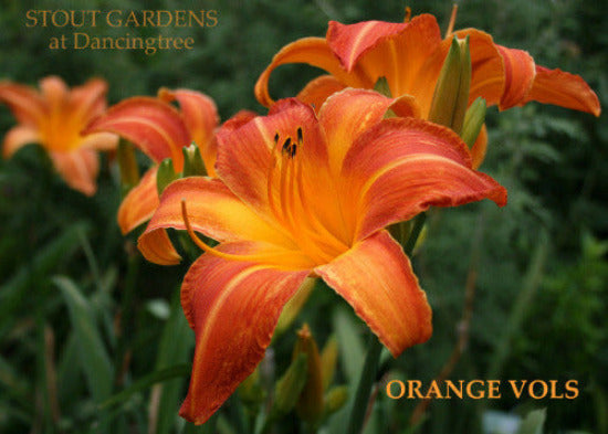 An image of a vibrant orange daylily named 'ORANGE VOLS' available at 'Stout Gardens at Dancingtree'.