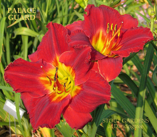 Two vibrant red and yellow daylily flowers named 'Palace Guard' at 'Stout Gardens at Dancingree'.