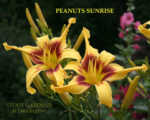 A close-up image of yellow daylily flowers with burgundy throats, named 'Peanuts Sunrise' and 'Stout Gardens at Dancingtree'.