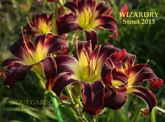 Daylily 'WIZARDRY' is shown with dark maroon flowers with bright yellow throat at 'Stout Gardens At Dancingtree'.