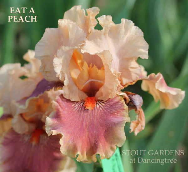 Iris Eat A Peach