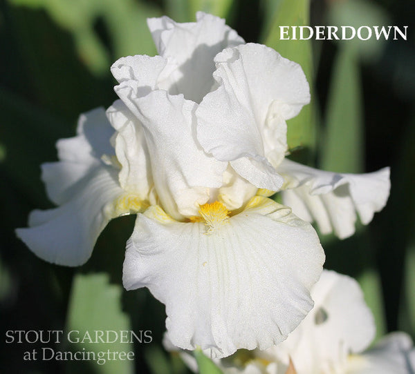 Iris Eiderdown