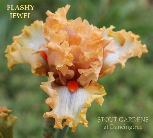 Iris Flashy Jewel