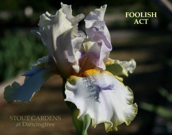 Iris Foolish Act