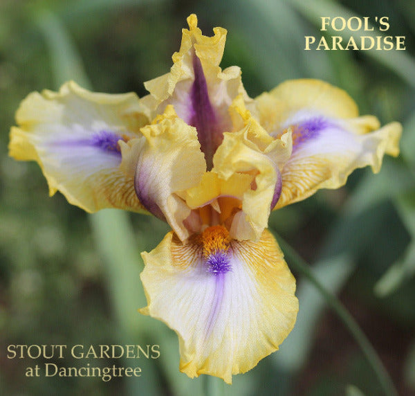 Iris Fool's Paradise
