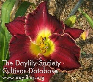 Daylily Francis Of Assisi