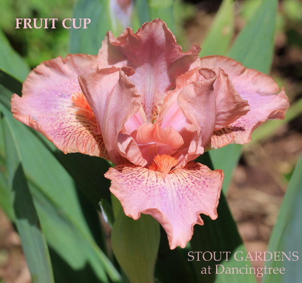 Iris Fruit Cup