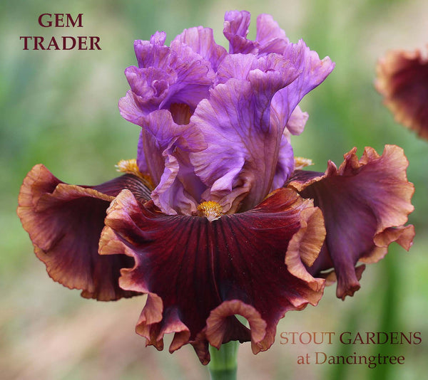 Iris Gem Trader