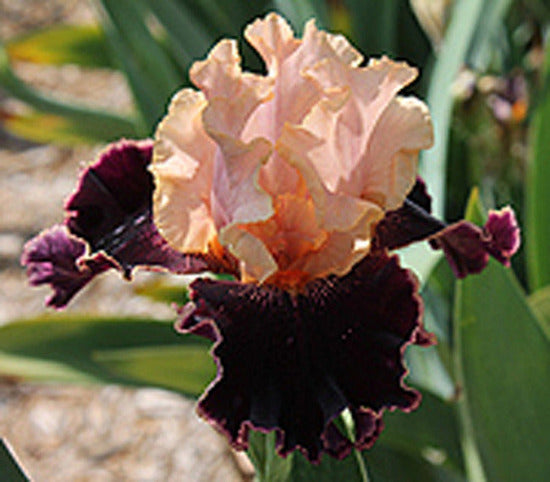 Iris Get Over Yerself