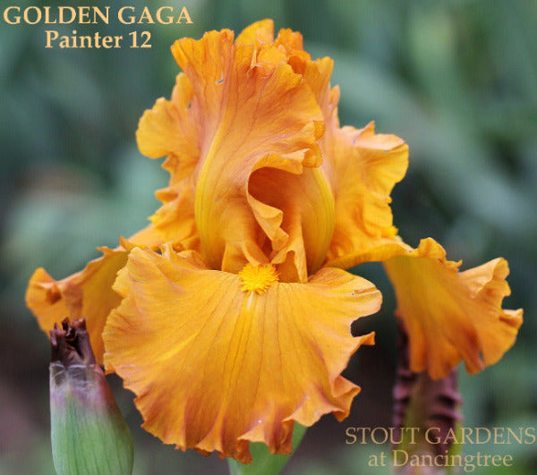 Iris Golden Gaga