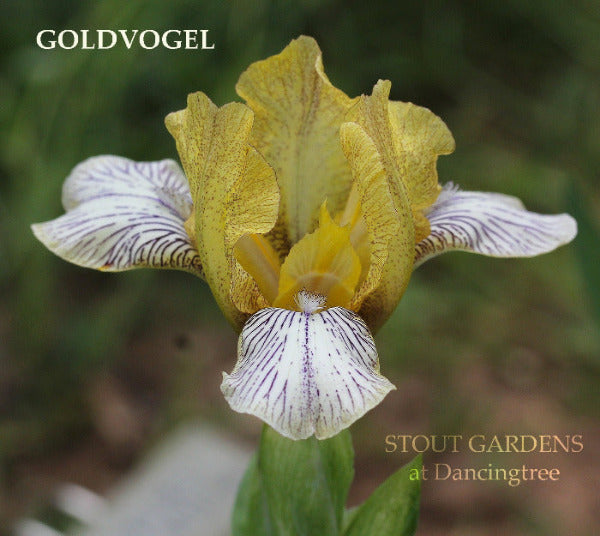 Iris Goldvogel