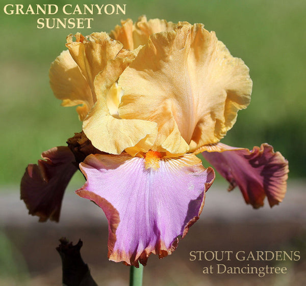 Iris Grand Canyon Sunset