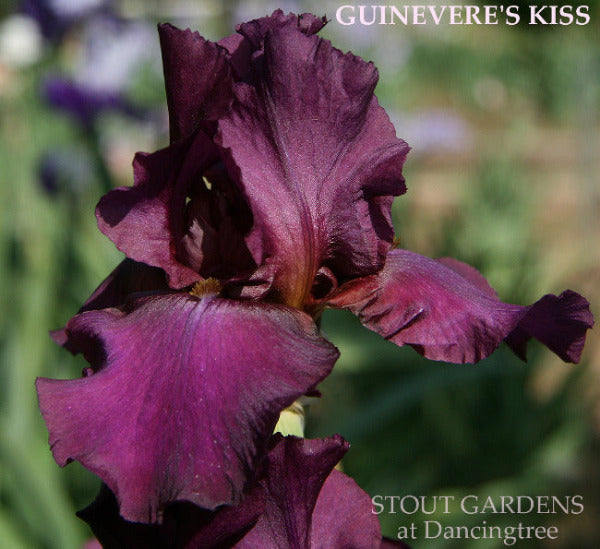 Iris Guinevere's Kiss