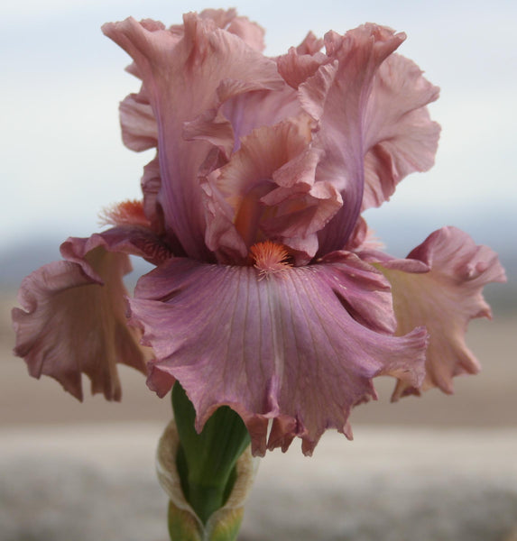 Iris Good Morning Beautiful