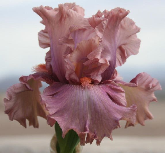 Iris Good Morning Beautiful