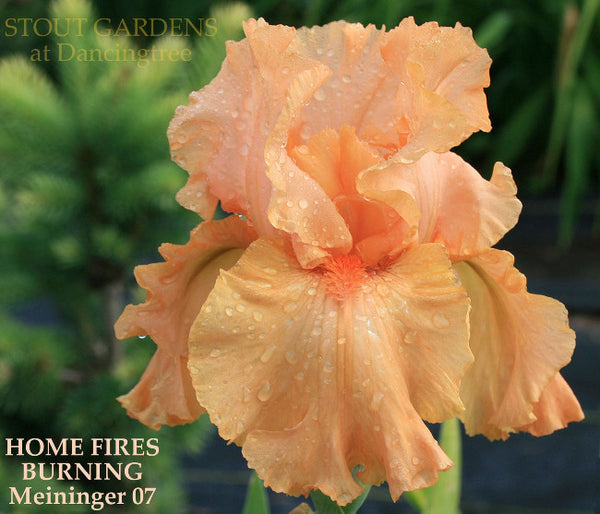 Iris Home Fires Burning