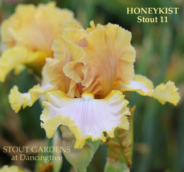 Iris Honeykist