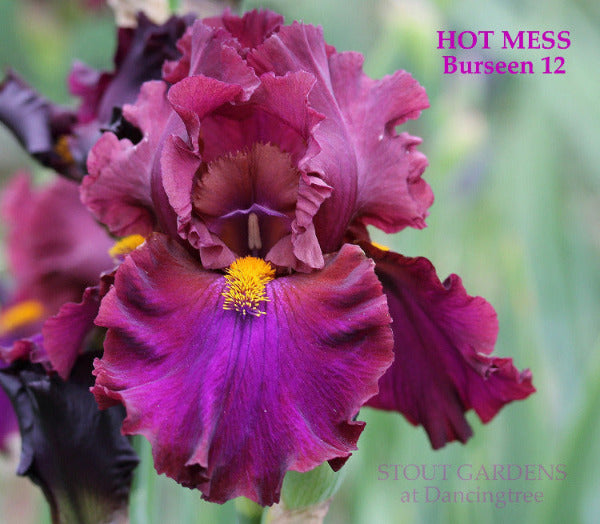 Iris Hot Mess