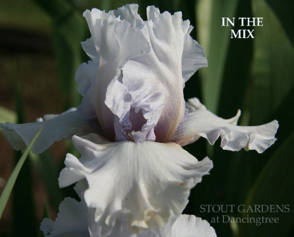 Iris In The Mix