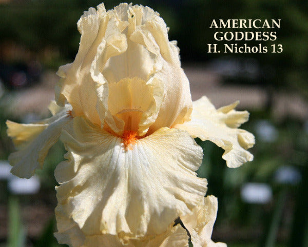 Tall Bearded Iris 'American Goddess' showing cream yellow orange flowers at 'Stout Gardens at Dancingtree'.