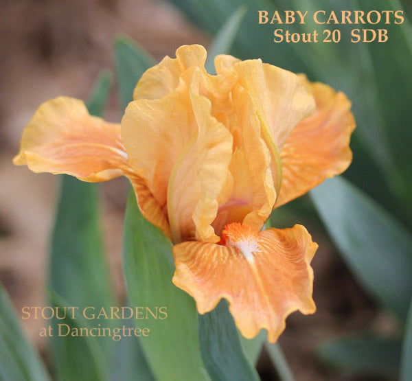 Orange Standard Dwarf Bearded iris 'Baby Carrots' by Hugh Stout Jr. A variety from 'Stout Gardens at Dancingtree'.