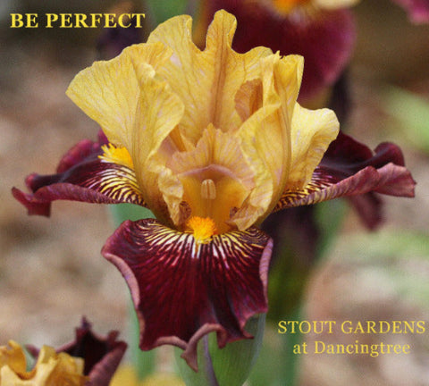 Iris Be Perfect