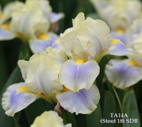 Close-up of yellow and blue luminata standard dwarf bearded iris flowers 'Fruit At The Bottom' by Hugh Stout Jr. at 'Stout Gardens at Daningtree'