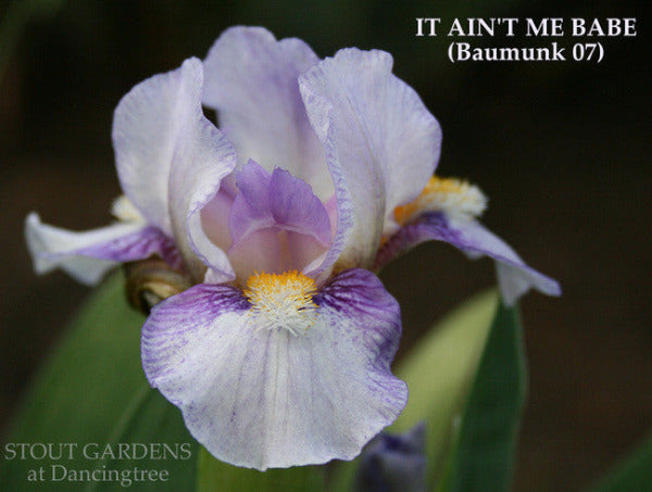 Close-up of a purple and white plicata standard dwarf bearded iris flower 'It Ain't Me Babe' in the garden at 'Stout Gardens at Dancingtree'.