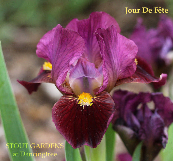 Pink and purple standard dwarf bearded iris 'Jour De Fete' at 'Stout Gardens at Dancingtree'